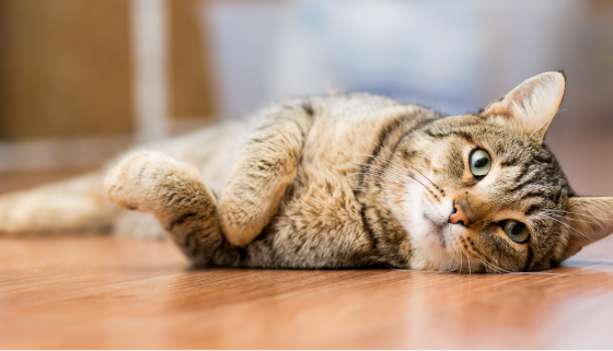 ペットに優しい床材を選ぶ