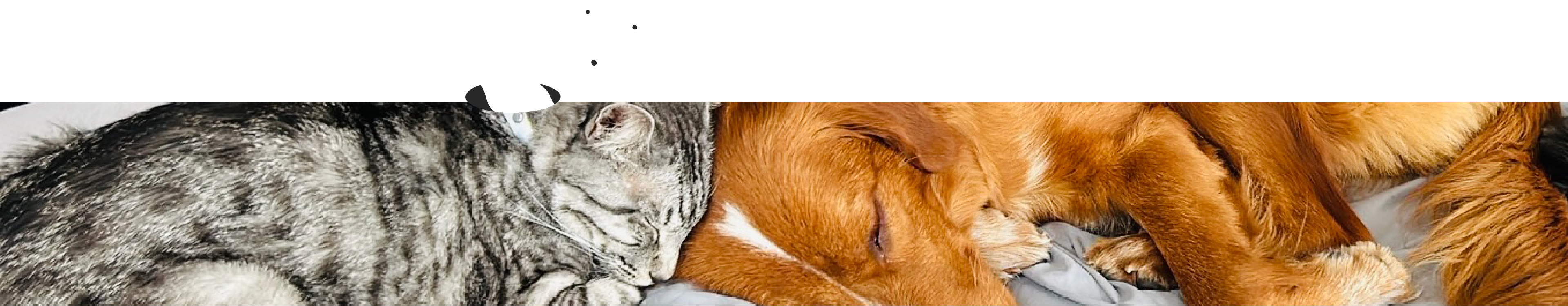 犬と猫が寝ている画像